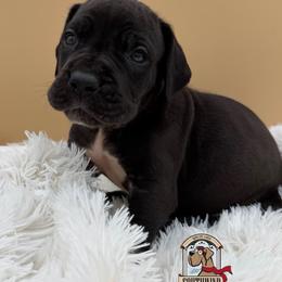 Chazzzzzzz - Black male Great Dane puppy in White City, Kansas from Southwind Great Danes