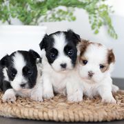 Maltipoo, Shichon, and Shihpoo Puppies from Timbercreek Puppies