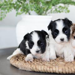 Maltipoo, Shichon, and Shihpoo Puppies from Timbercreek Puppies