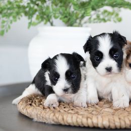 Maltipoo, Shichon, and Shihpoo Puppies from Timbercreek Puppies