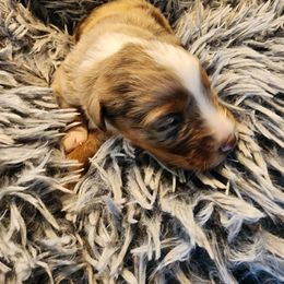Australian Shepherd Puppies from Steel Magnolia Aussies