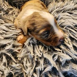 Australian Shepherd Puppies from Steel Magnolia Aussies