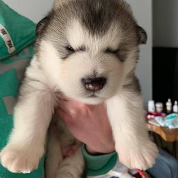 Alaskan Malamute Puppies from Sigma Alaskan Malamutes
