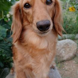 Penny - Dachshund