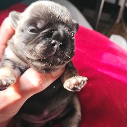 French Bulldog Puppies from St Louis Frenchies