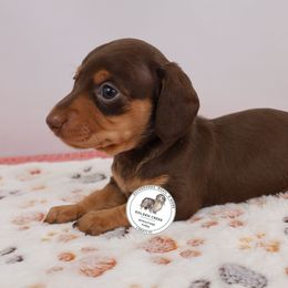 Pen jr - Chocolate and tan male Dachshund puppy in Liberty, South Carolina from Golden Creek Miniature Farm