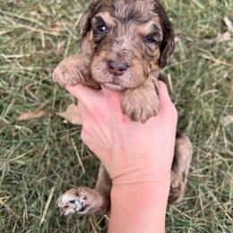 Clarabelle (GUARDIAN HOME) - Merle female Goldendoodle puppy in Taylorsville, Georgia from Sweet Southern Doodles