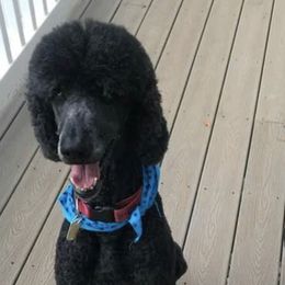 Poodles from Maryland Standard Poodles