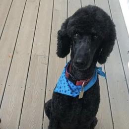 Poodles from Maryland Standard Poodles