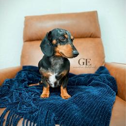 Cash - Dachshund
