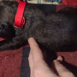 Boy 4, red collar - Brindle male Mastiff puppy in Uhrichsville, Ohio from Angela's Mastiffs