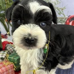 Cooper - White male Miniature Schnauzer puppy in Sylvania, Georgia from Southern Sky Miniature Schnauzers