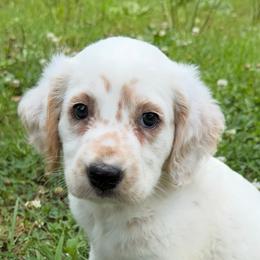 King - White and lemon male Dalmatian puppy in Sedalia, Missouri from Missouri Dalmatians