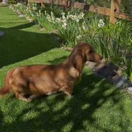 Elsie - Dachshund