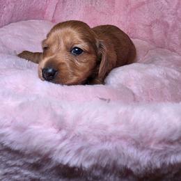 Moochie - Dapple female Dachshund puppy in Bristol, Tennessee from It's Mini Wieners Baby