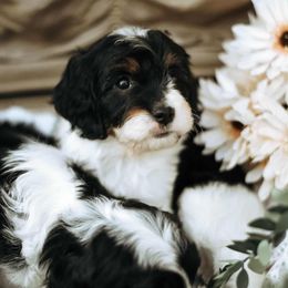 Cavapoo Puppies from Curly Q Cavapoos