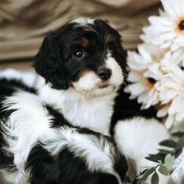 Cavapoo Puppies from Curly Q Cavapoos