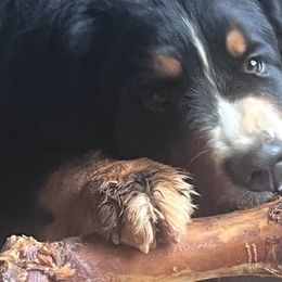 Bernedoodles, Bernese Mountain Dogs, Poodles, and Toy Australian Shepherds from Grove Farm