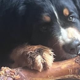 Bernedoodles, Bernese Mountain Dogs, Poodles, and Toy Australian Shepherds from Grove Farm