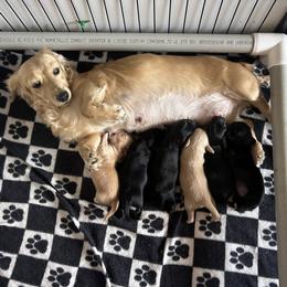 Dachshund puppies from Triple T Dachshunds