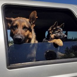 German Shepherd Puppies from Oregon German Shepherds