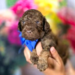 Marquee - Phantom male Poodle puppy in Springfield, Oregon from Valaurah Farms