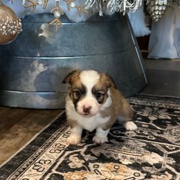 Bellamy - Sable female Pembroke Welsh Corgi puppy in Cashion, Oklahoma from Shabby Chic Corgis