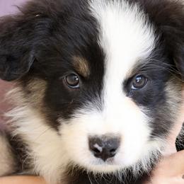 Cobbler - Black tri-color Australian Shepherd puppy in Hurricane, Utah from Coral Sun Aussies