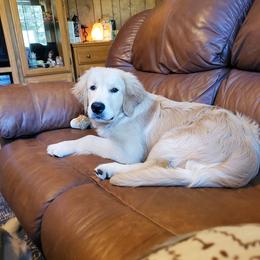 English Setter, Golden Retriever, and Gordon Setter Puppies from Katherine Lirette