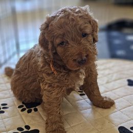 Aussiedoodle and Double Doodle Puppies from Parrish Precious Ones Texas
