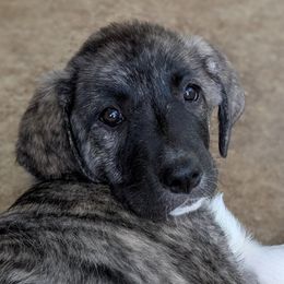 9 - Girl - Brown female Anatolian Pyrenees puppy in Marysville, Ohio from Brotherton Family Farms