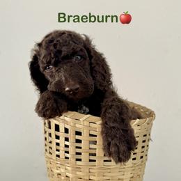 Braeburn - Brown male Poodle puppy in Julian, California from Above the Pines Poodles