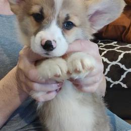 Pembroke Welsh Corgis from Mai Tai Corgis