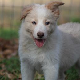 Boy 4 - Gold male Border Collie puppy in Tylertown, Mississippi from Cool Meadow Farms