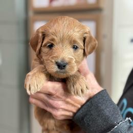 Cranberry - Red  female Goldendoodle puppy in Wharton, Texas from Little Fur Friends