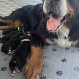 Bernese Mountain Dog Puppies from Summit Soulmate