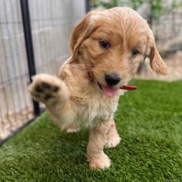 Boy 3 - Cream male Goldendoodle puppy in Las Vegas, Nevada from Puppies of the West