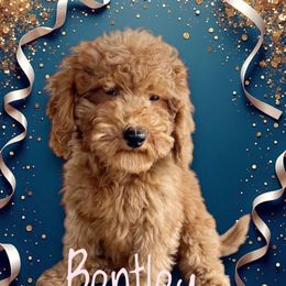 Bentley - Goldendoodle puppy from Supreme Doodles