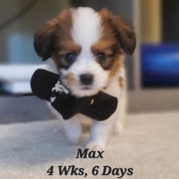 Papillon Puppies from Enchanting Papillons