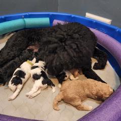 Double Doodle Puppies from Doodle-4-Dayz