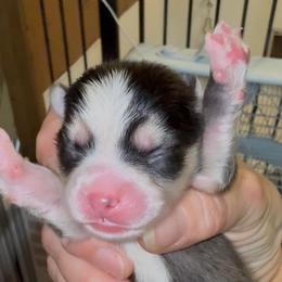 Bill - Black and white male Pomsky puppy in Spring Hill, Florida from PDQ Pomskies