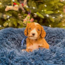 Great Prince - Red  male Goldendoodle puppy in Sulphur, Louisiana from Curly Q’s Of Carlyss