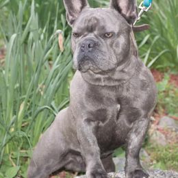 French Bulldogs from Londry’s Frenchie Family