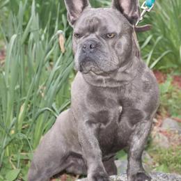 French Bulldogs from Londry’s Frenchie Family
