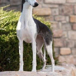 Whippet All Grown Up from Festiva Whippets