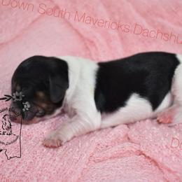 Piebald girl - Piebald female Dachshund puppy in Seminary, Mississippi from Down South Mavericks Dachshunds