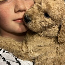 Double Doodle Puppies from Dog Paw Doodles