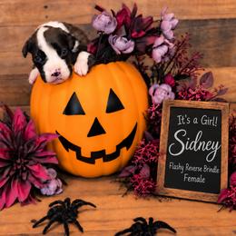 Sidney - Brindle female Boxer puppy in Grove City, Ohio from Krieger Family Boxers