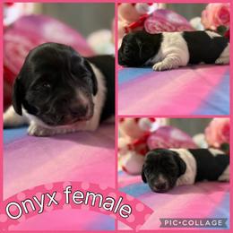 Onyx - Piebald female Dachshund puppy in Elko, Nevada from Willow Creek Dachshunds, and Collies