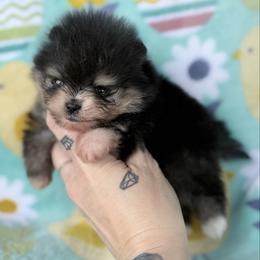 Twig - Black and tan male Pomeranian puppy in Coleman, Oklahoma from Pretty Poms